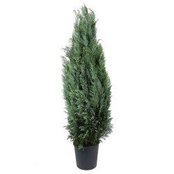 Arbore ornamental Chamaecyparis lawsoniana columnaris, in ghiveci, H 140 - 160 cm