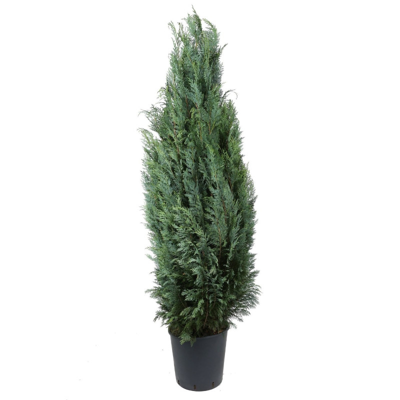 Arbore ornamental Chamaecyparis lawsoniana columnaris, in ghiveci, H 140 - 160 cm