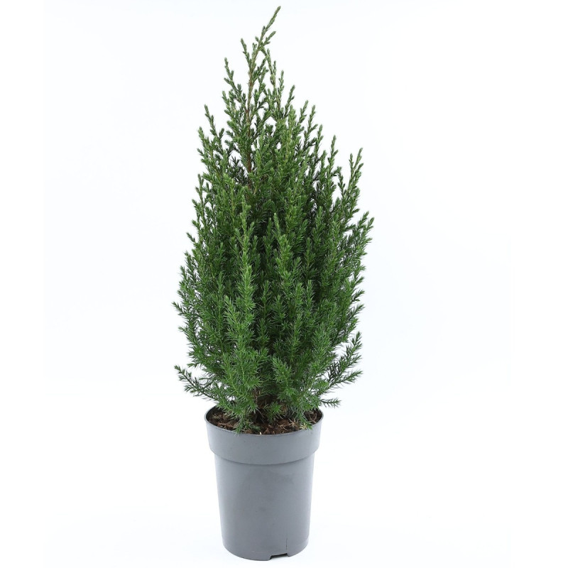 Arbore ornamental Juniperus Chinensis Stricta, H 50 cm, D 17 cm