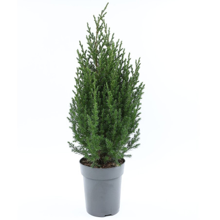 Arbore ornamental Juniperus Chinensis Stricta, H 50 cm, D 17 cm