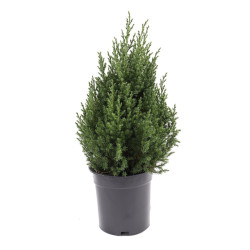 Arbore ornamental Juniperus chinensis stricta H 60 cm D 21 cm