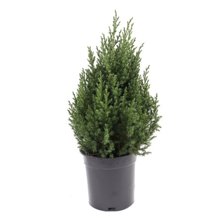 Arbore ornamental Juniperus chinensis stricta H 60 cm D 21 cm