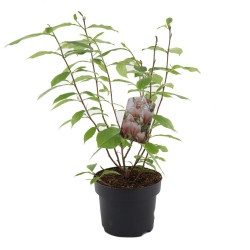 Arbore ornamental - Magnolia mix, H 50 - 60 cm