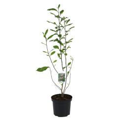 Arbore ornamental - Magnolia mix, H 70 cm, D 21 cm
