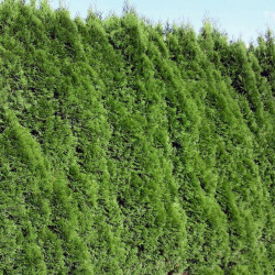 Arbore ornamental Tuia / Thuja occidentalis smaragd balot, H 130 - 150 cm