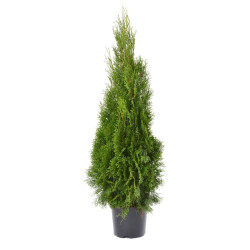Arbore ornamental Tuia / Thuja occidentalis smaragd, H 100 - 120 cm