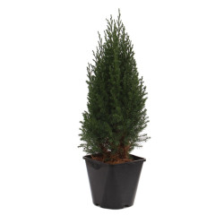 Arbust decorativ Juniperus Stricta, H 45 cm, D 17 cm