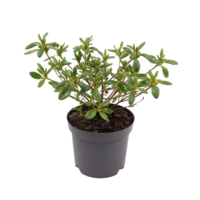 Arbust ornamental, azalee - Rhododendron japonica, D 13 cm