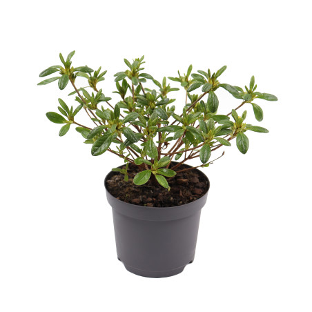 Arbust ornamental, azalee - Rhododendron japonica, D 13 cm