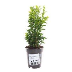 Arbust ornamental Buxus sempervirens H 25 cm D 9 cm