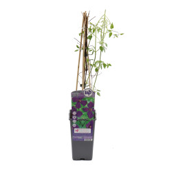 Arbust ornamental - Clematis mix, H 65 cm, D 15 cm