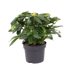 Arbust ornamental, cu flori, azalee - Rhododendron mix, H 35 cm, D 17 cm