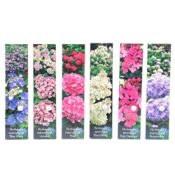 Arbust ornamental - Hortensia Hydrangea mix H 30 cm