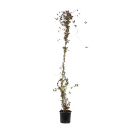 Arbust ornamental Lonicera cataratoare, H 100 - 120 cm, diverse soiuri