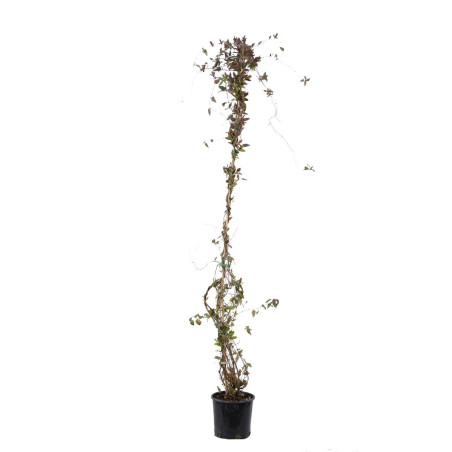 Arbust ornamental Lonicera cataratoare, H 100 - 120 cm, diverse soiuri