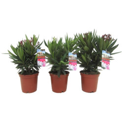 Arbust ornamental, Nerium oleander, diverse culori, H 30 - 40 cm, D 14 cm