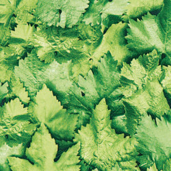Autocolant decorativ Gekkofix Leaves 10195, verde, 0.45 m