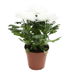 Planta exterior, cu flori - Chrysanthemum Zembla alb (crizantema), H 35 cm, D 13 cm