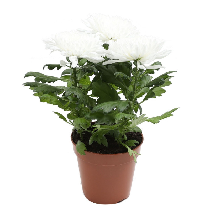 Planta exterior, cu flori - Chrysanthemum Zembla alb (crizantema), H 35 cm, D 13 cm