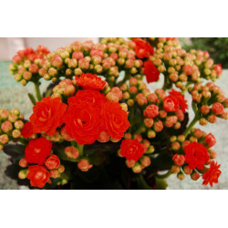 Planta interior, cu flori - Kalanchoe blossfeldiana, Versay, H 20 cm, D 10.5 cm