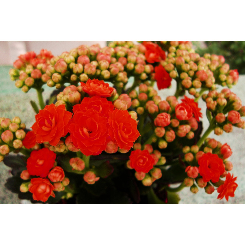 Planta interior, cu flori - Kalanchoe blossfeldiana, Versay, H 20 cm, D 10.5 cm