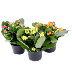 Planta interior, cu flori - Kalanchoe Calandiva, Versay, H 25 cm, D 12 cm