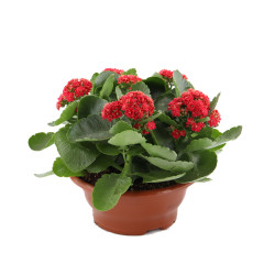 Planta interior, cu flori - Kalanchoe calandiva, Versay, H 30 cm, D 23 cm