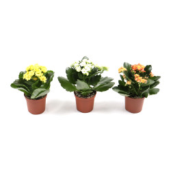 Planta interior, cu flori - Kalanchoe mix, H 15 cm, D 7 cm