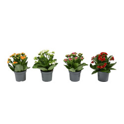 Planta interior, cu flori - Kalanchoe mix, Versay, D 9 cm