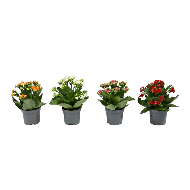 Planta interior, cu flori - Kalanchoe mix, Versay, D 9 cm