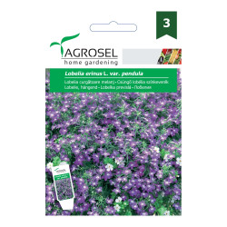 Seminte flori Agrosel, curgatoare, lobelia