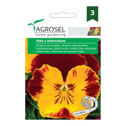 Seminte flori Agrosel, pansele bordo si galben