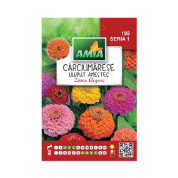 Seminte flori Amia - Carciumarese Liliput, mix culori