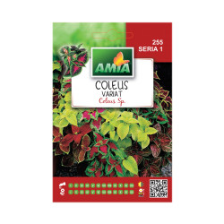 Seminte flori Amia - Coleus variat (urzicuta)