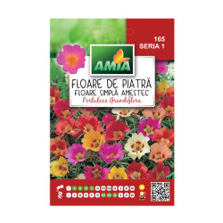 Seminte flori Amia - Floare de piatra, mix culori