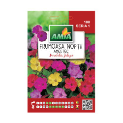 Seminte flori Amia - Frumoasa noptii, mix culori