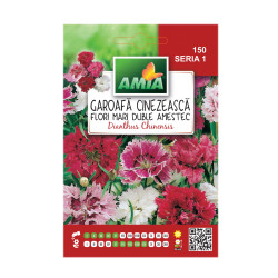 Seminte flori Amia - Garoafa chinezeasca, flori mari