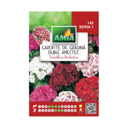 Seminte flori Amia - Garofite de gradina, mix culori