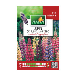 Seminte flori Amia - Lupin de Russel, mix culori