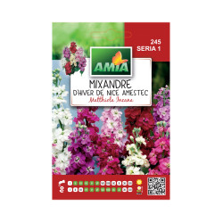 Seminte flori Amia - Mixandre D'hiver de Nice, mix culori