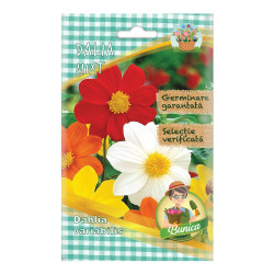 Seminte flori Micul Gradinar, dalia mix, Dahlia variabilis