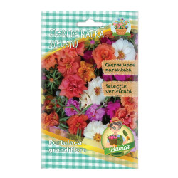 Seminte flori Micul Gradinar, flori de piatra, Portulaca grandiflora