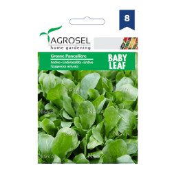 Seminte legume Agrosel, andive Grosse Pancaliere