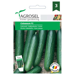 Seminte legume Agrosel, castraveti Colosseum