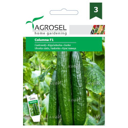 Seminte legume Agrosel, castraveti Columna F1