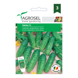 Seminte legume Agrosel, castraveti Odette F1