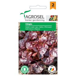 Seminte legume Agrosel, salata creata rosie Odagiu