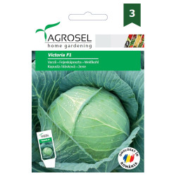Seminte legume Agrosel, varza Victoria F1