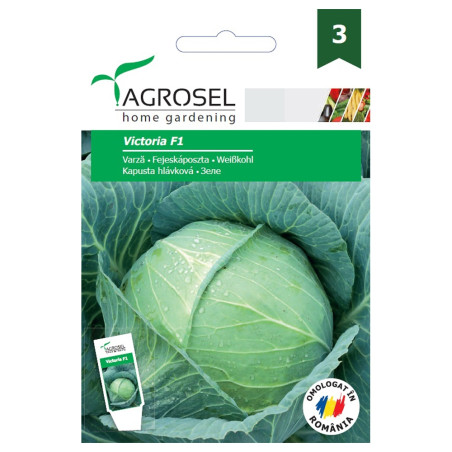 Seminte legume Agrosel, varza Victoria F1