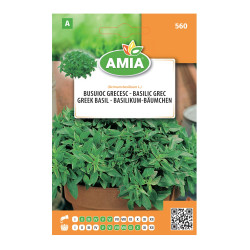Seminte legume Amia A, busuioc grecesc